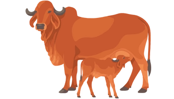 A2 Desi Cow